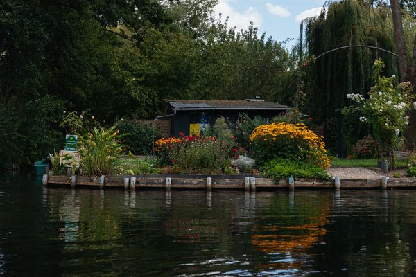 How can you maximize sunlight exposure for your UK garden plants?